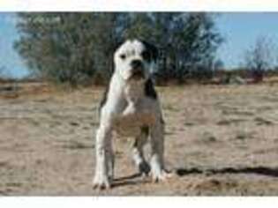 Alapaha Blue Blood Bulldog Puppy for sale in Newberry Springs, CA, USA