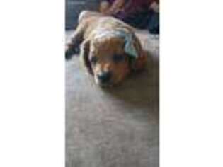 Cavapoo Puppy for sale in Leavenworth, KS, USA