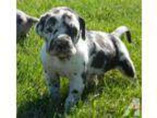 Great Dane Puppy for sale in PISGAH, IA, USA