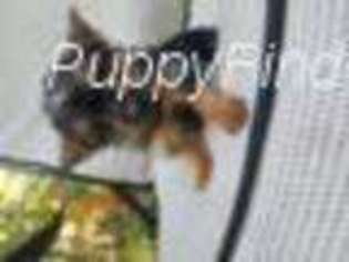 Yorkshire Terrier Puppy for sale in Rhinelander, WI, USA