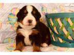 Bernese Mountain Dog Puppy for sale in Fayetteville, NC, USA