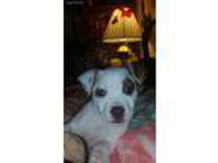 Mutt Puppy for sale in Sebree, KY, USA