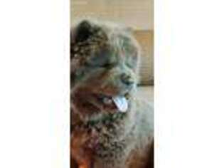 Chow Chow Puppy for sale in Bolivar, MO, USA