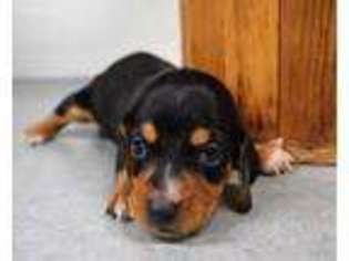 Dachshund Puppy for sale in Pomona, MO, USA