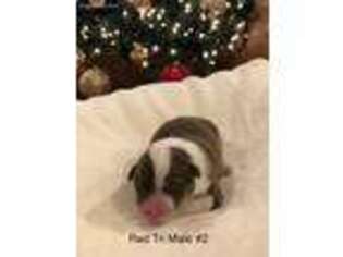 Australian Shepherd Puppy for sale in Fordland, MO, USA