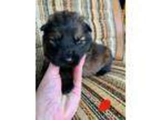 German Shepherd Dog Puppy for sale in Xenia, OH, USA