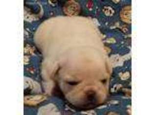 Pug Puppy for sale in Upland, IN, USA