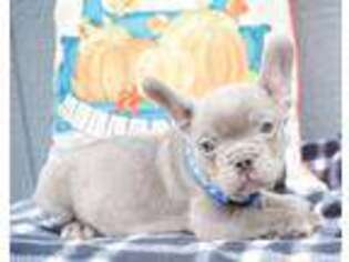 French Bulldog Puppy for sale in Jayess, MS, USA