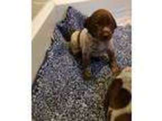 German Shorthaired Pointer Puppy for sale in Dade City, FL, USA