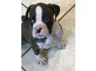Boxer Puppy for sale in Van Etten, NY, USA