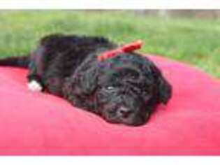 Mutt Puppy for sale in Loogootee, IN, USA
