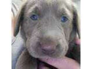 Labrador Retriever Puppy for sale in Harlem, GA, USA