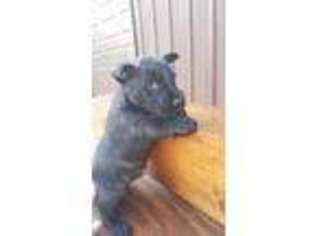 Scottish Terrier Puppy for sale in Crossville, TN, USA