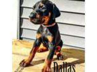Doberman Pinscher Puppy for sale in Hesperia, MI, USA