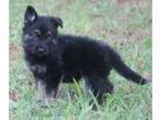 German Shepherd Dog Puppy for sale in Blackstone, VA, USA