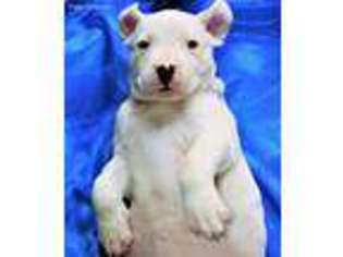 Dogo Argentino Puppy for sale in Atlanta, GA, USA