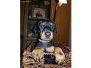 Doberman Pinscher Puppy for sale in Terre Haute, IN, USA