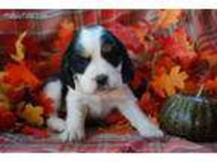 English Springer Spaniel Puppy for sale in Hammond, WI, USA