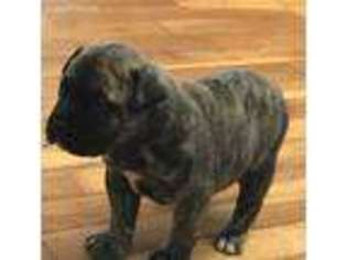 Bullmastiff Puppy for sale in Fort Leonard Wood, MO, USA