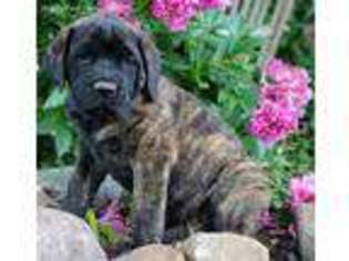 Mastiff Puppy for sale in Newmanstown, PA, USA