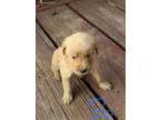 Golden Retriever Puppy for sale in Harrold, TX, USA