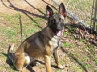Belgian Malinois Puppy for sale in Greenville, SC, USA