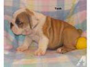 Bulldog Puppy for sale in BROADWAY, VA, USA