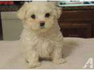 Maltese Puppy for sale in MILLERS CREEK, NC, USA