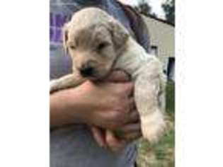 Goldendoodle Puppy for sale in Lake Mills, IA, USA
