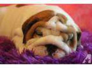 Bulldog Puppy for sale in TAMPA, FL, USA