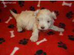 Maltese Puppy for sale in Rocky Face, GA, USA