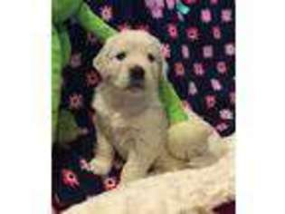 Golden Retriever Puppy for sale in MILLERSVILLE, MD, USA