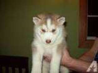 Siberian Husky Puppy for sale in DEERING, ND, USA