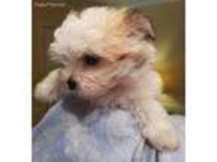 Mutt Puppy for sale in Thomasville, GA, USA
