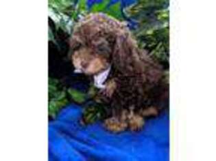 Mutt Puppy for sale in SPRINGFIELD, TN, USA