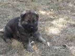 German Shepherd Dog Puppy for sale in Elsberry, MO, USA