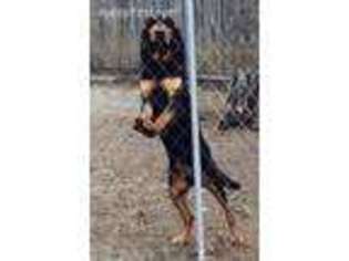 Bloodhound Puppy for sale in Atlanta, GA, USA