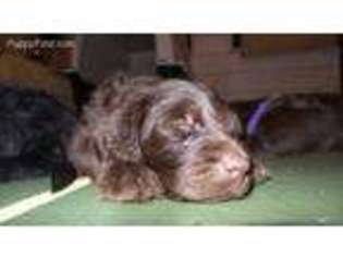 Labradoodle Puppy for sale in Ozark, AL, USA