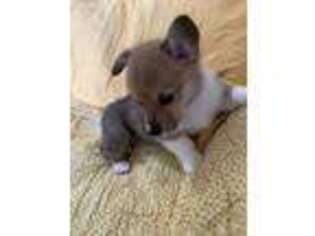 Pembroke Welsh Corgi Puppy for sale in Clinton, TN, USA