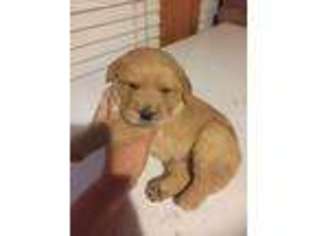 Labradoodle Puppy for sale in Coal City, IN, USA