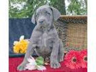 Cane Corso Puppy for sale in Quarryville, PA, USA