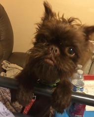 Brussels Griffon Puppy for sale in Sunland Park, NM, USA