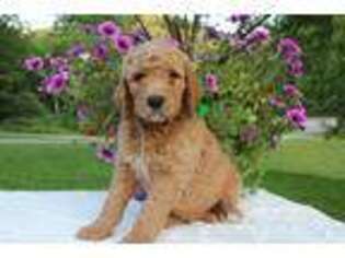 Goldendoodle Puppy for sale in Hokah, MN, USA