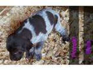 German Shorthaired Pointer Puppy for sale in Gonzales, TX, USA
