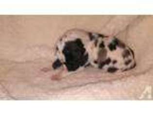 Great Dane Puppy for sale in MILLEN, GA, USA