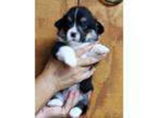 Pembroke Welsh Corgi Puppy for sale in Yantis, TX, USA