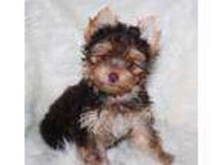 Yorkshire Terrier Puppy for sale in Pflugerville, TX, USA