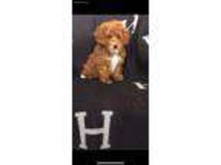 Cavapoo Puppy for sale in Benton, PA, USA