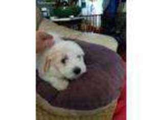 Coton de Tulear Puppy for sale in Huntsville, AL, USA