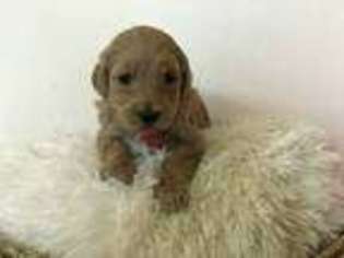 Goldendoodle Puppy for sale in Greenville, PA, USA